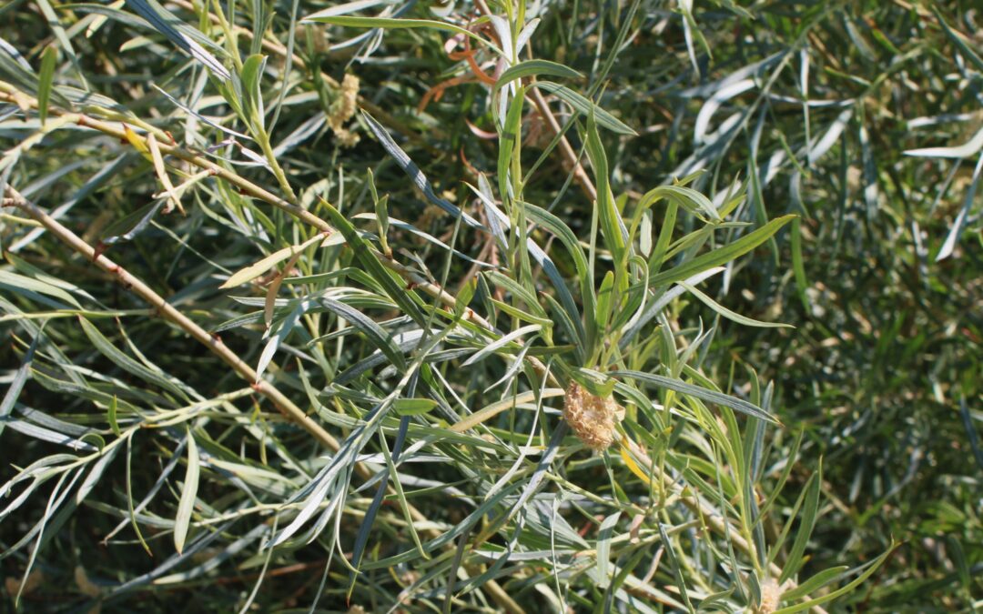 Restoring our relationship with hímu (willow) requires human interaction rather than protection