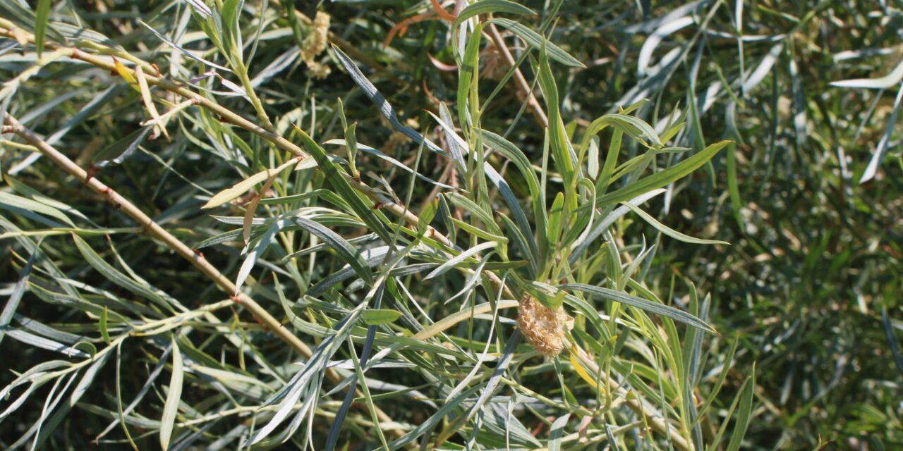 Restoring our relationship with hímu (willow) requires human interaction rather than protection