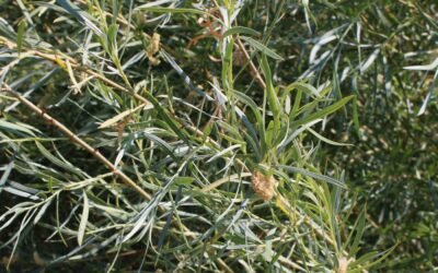 Restoring our relationship with hímu (willow) requires human interaction rather than protection