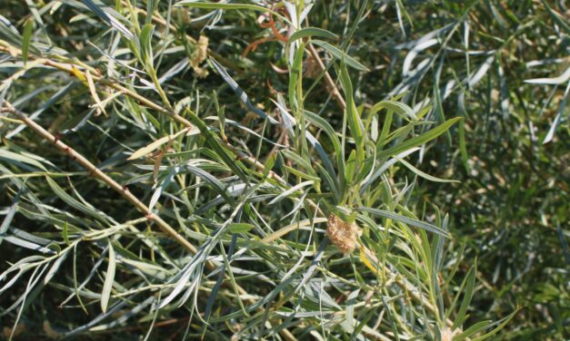 Restoring our relationship with hímu (willow) requires human interaction rather than protection