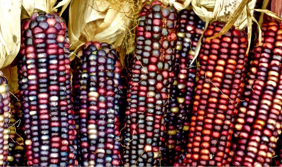 maize2 Multiple ears of shucked multicolored corn, in shades of blue, red, and purple