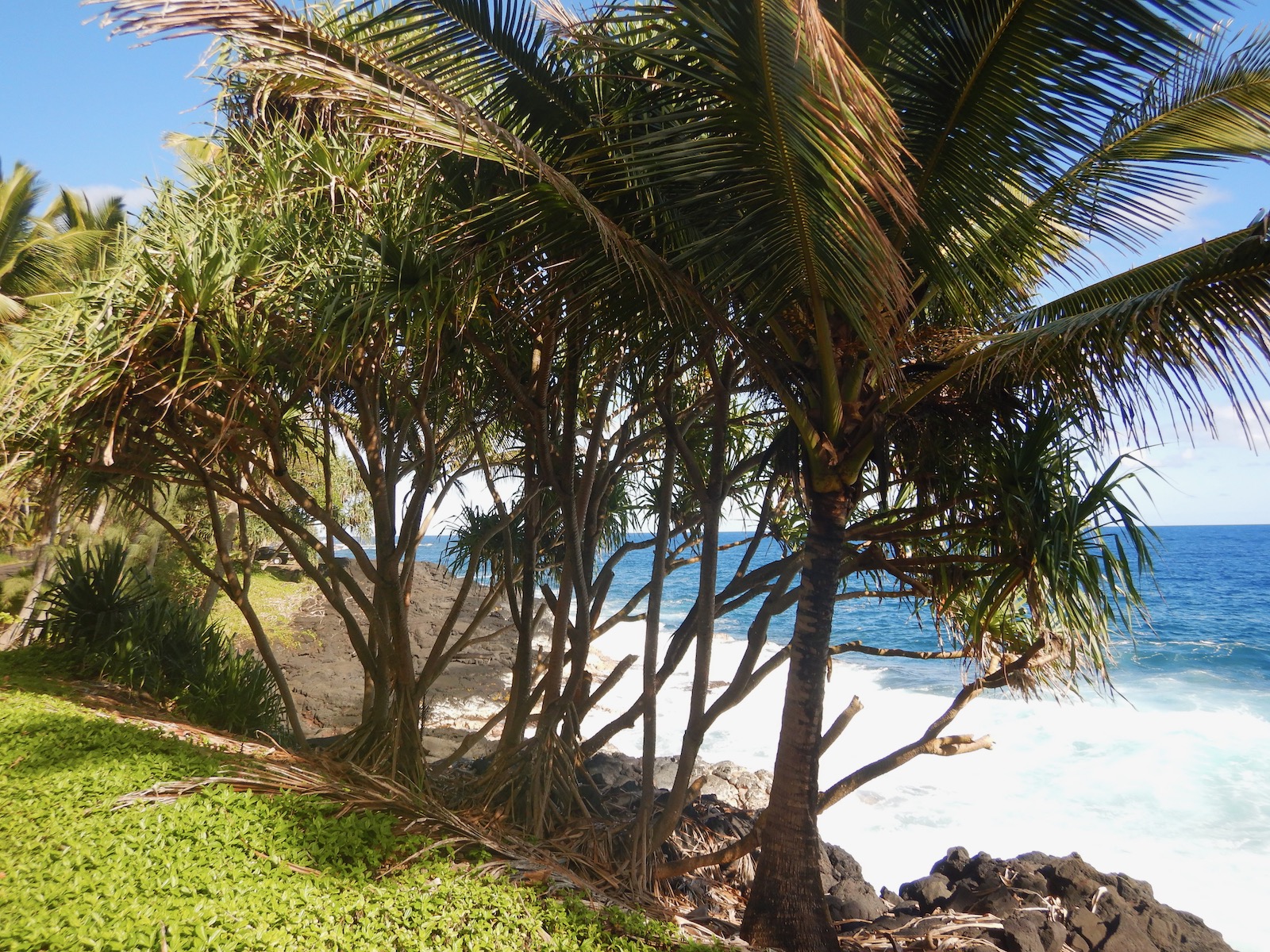 hala_puna_ginamcguire Grove of hala (palm) trees beside the ocean in Hawaii