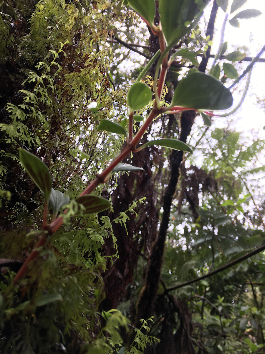 Photo Two_ferns_PCGinaMcGuire Kūlani forest.