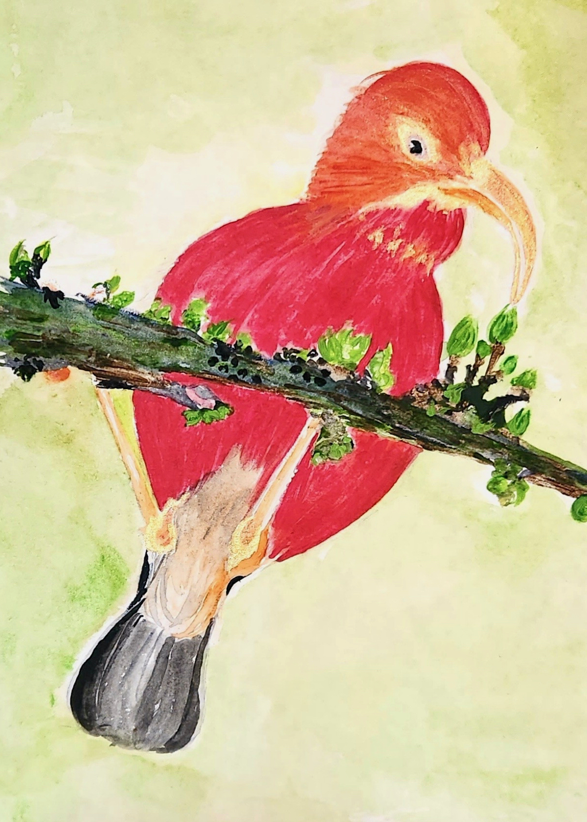 PhotoOne_Iiwi_PCLoisMcGuire (1) Painting of a red ʻIʻiwipolena bird hanging upside-down from a branch