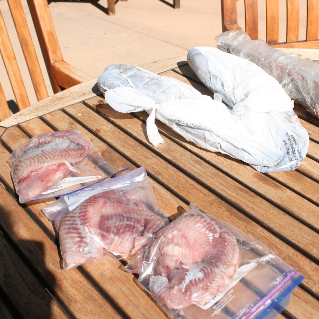 Fresh fillets of Lahontan cutthroat trout and Cui-ui await preparation.