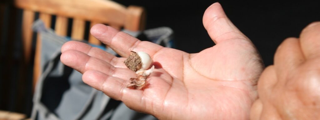 Melanie Smokey holds a wild onion bulb