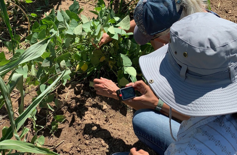 HualapaiGarden-crop person working with plant in field