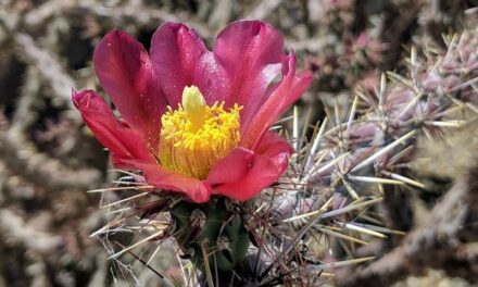 Resilience Reporter Interns Explore Climate Change on Native Lands
