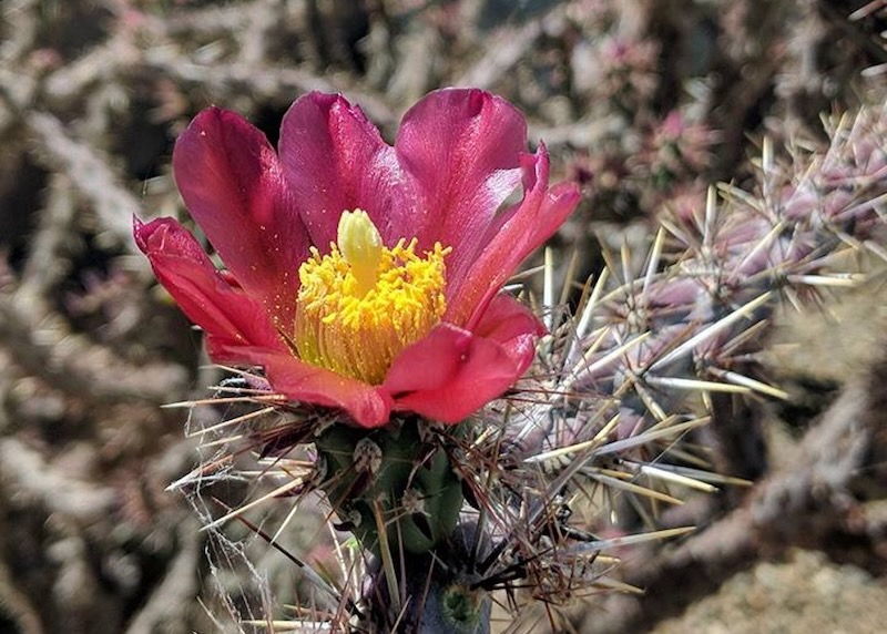Resilience Reporter Interns Explore Climate Change on Native Lands