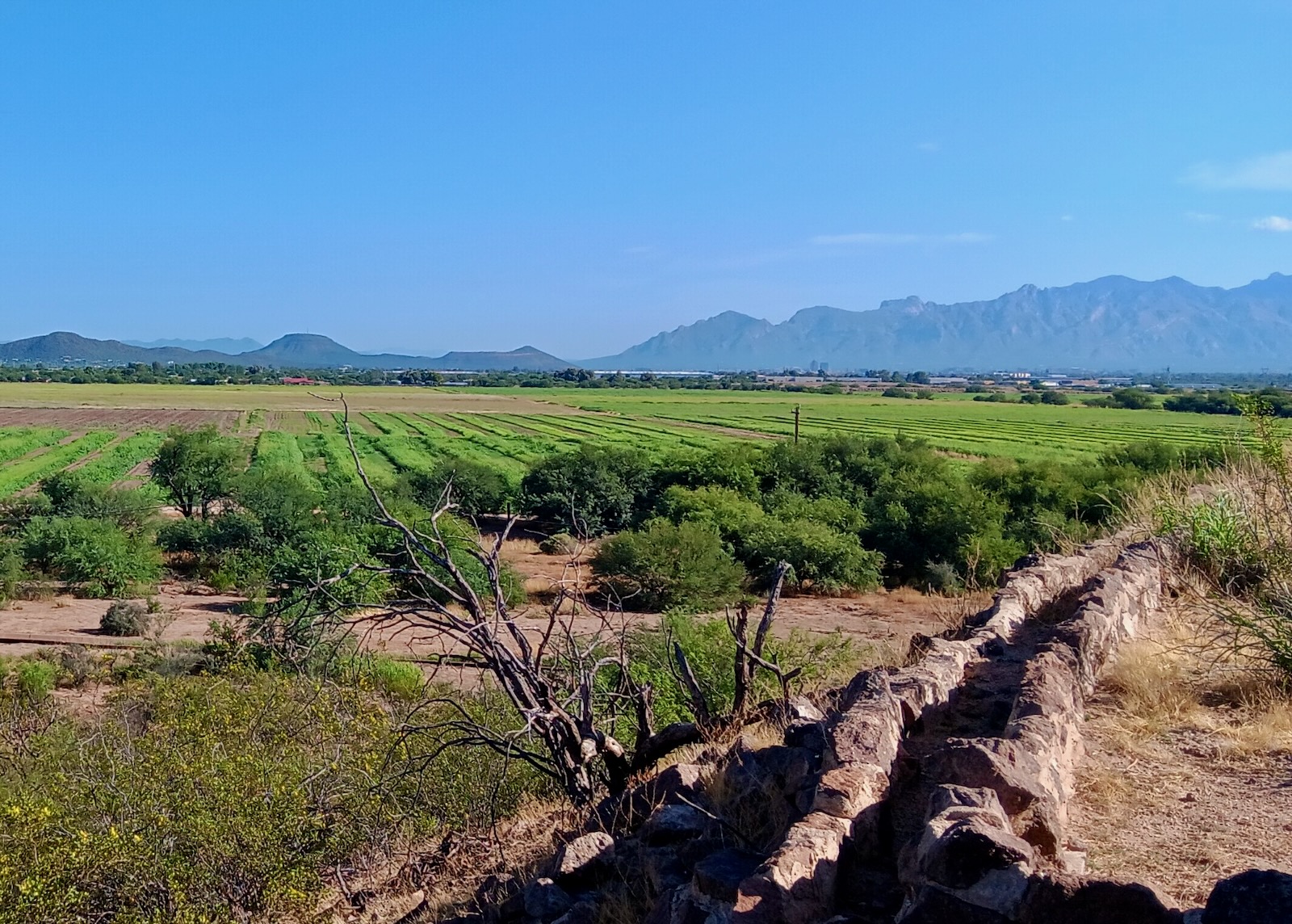 20240813_083255 1 San Xavier Co-Op Fields, Santa Cruz Valley