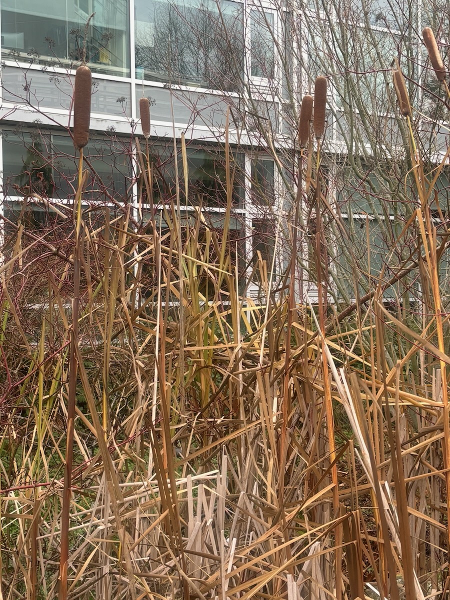 IMG_5198 cattails