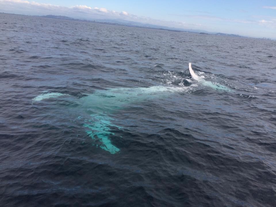 humpback_PC_GinaMcGuire humpback whale
