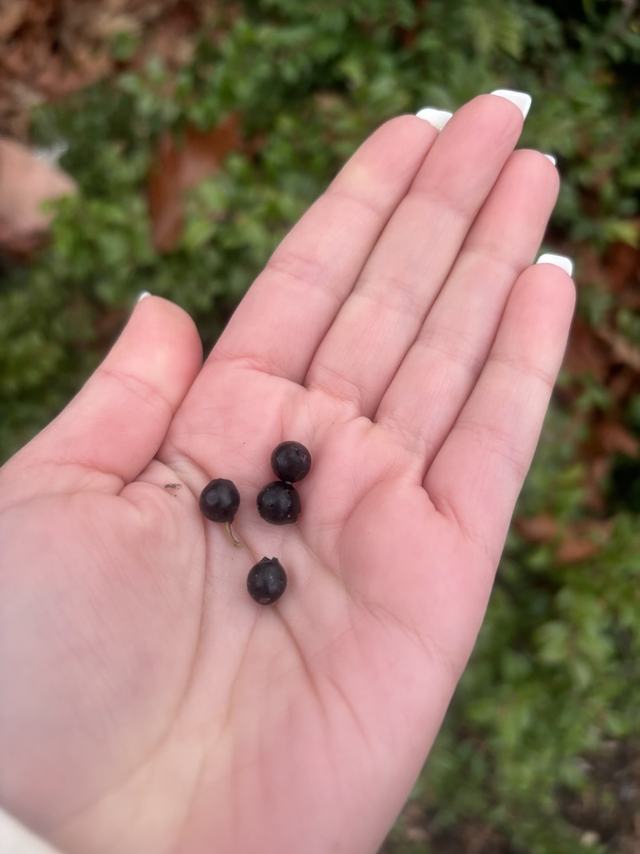 thumbnail_IMG_5203 camas seeds